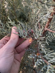 Juniperus deppeana