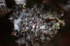 Sticta dendroides