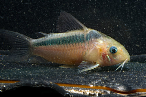 Dwarf corydoras (Corydoras rabauti) — Callichthyidae