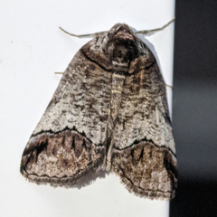 Drymoptila temenitis