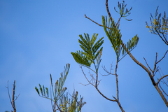 Schizolobium parahyba