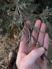 Juniperus deppeana