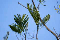 Schizolobium parahyba