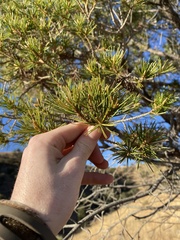 Pinus cembroides