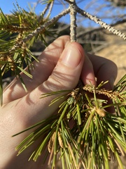 Pinus cembroides