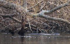 Lontra canadensis