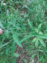 Centaurea nigrescens