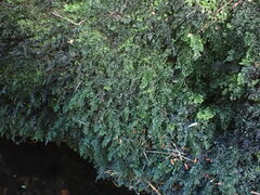 Hymenophyllum australe