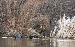 Lontra canadensis