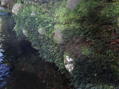 Hymenophyllum australe