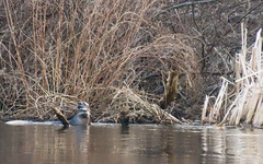 Lontra canadensis