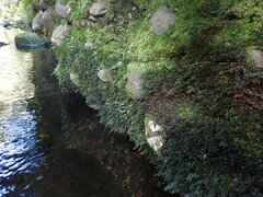 Hymenophyllum australe