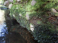 Hymenophyllum australe