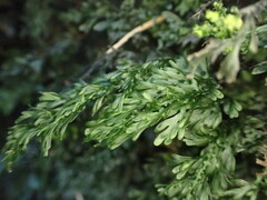 Hymenophyllum australe