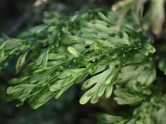 Hymenophyllum australe