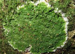 Coenogonium implexum