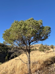 Pinus cembroides