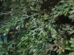 Hymenophyllum australe