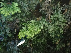 Hymenophyllum australe