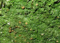 Coenogonium implexum