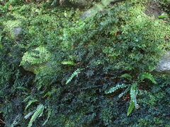 Hymenophyllum australe
