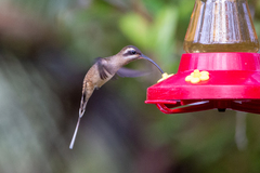 Phaethornis longirostris