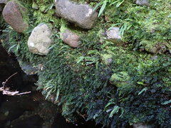 Hymenophyllum australe