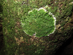 Coenogonium implexum