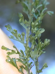 Hymenophyllum australe