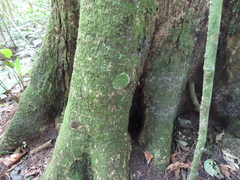 Coenogonium implexum