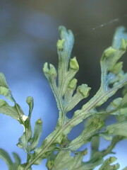 Hymenophyllum australe