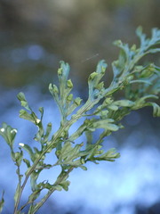 Hymenophyllum australe