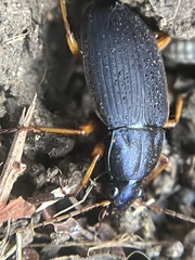 Chlaenius laticollis