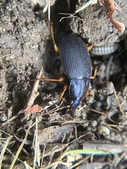 Chlaenius laticollis