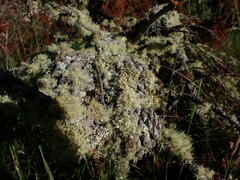 Usnea pusilla
