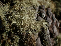 Usnea pusilla