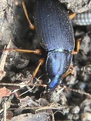Chlaenius laticollis