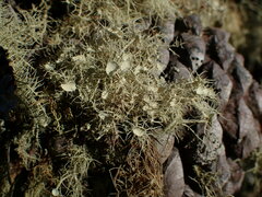 Usnea pusilla