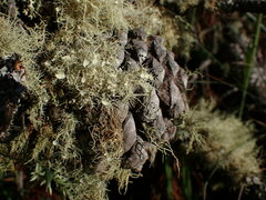 Usnea pusilla