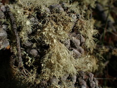 Usnea pusilla