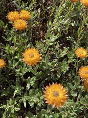 Xerochrysum subundulatum