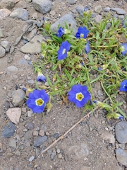 Nolana elegans