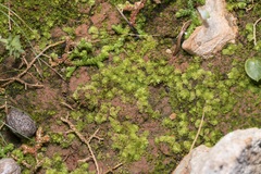 Fossombroniaceae
