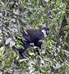 Allochrocebus lhoesti