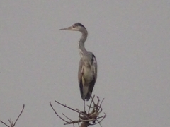 Ardea cinerea