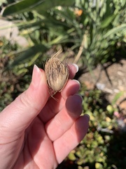 Cocoseae