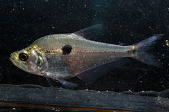 Characinae