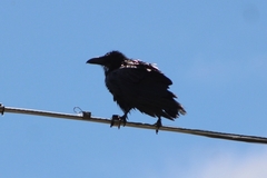 Corvus cryptoleucus