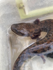 Necturus lewisi