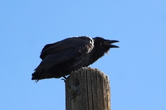Corvus cryptoleucus